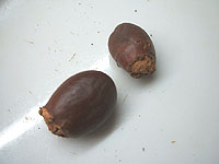 茘枝核